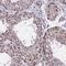 G Protein-Coupled Receptor 135 antibody, HPA045337, Atlas Antibodies, Immunohistochemistry frozen image 