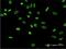 Heterogeneous Nuclear Ribonucleoprotein A2/B1 antibody, H00003181-M02, Novus Biologicals, Immunofluorescence image 
