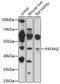 Platelet Activating Factor Acetylhydrolase 2 antibody, 16-808, ProSci, Western Blot image 
