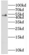 Ring Finger Protein 26 antibody, FNab07354, FineTest, Western Blot image 