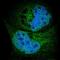 Synoviolin 1 antibody, HPA005480, Atlas Antibodies, Immunofluorescence image 