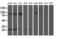Anaphase Promoting Complex Subunit 2 antibody, LS-C173234, Lifespan Biosciences, Western Blot image 