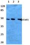Signal Transducing Adaptor Family Member 2 antibody, A08413, Boster Biological Technology, Western Blot image 