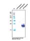 Podoplanin antibody, NB110-96423, Novus Biologicals, Western Blot image 