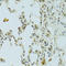 Arginine And Serine Rich Coiled-Coil 1 antibody, STJ29290, St John
