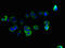 Uncharacterized protein C10orf111 antibody, LS-C378623, Lifespan Biosciences, Immunofluorescence image 