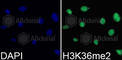 Histone H3.1t antibody, A2365, ABclonal Technology, Immunofluorescence image 