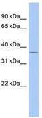 Family With Sequence Similarity 76 Member A antibody, TA338898, Origene, Western Blot image 