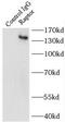 Regulatory Associated Protein Of MTOR Complex 1 antibody, FNab07119, FineTest, Immunoprecipitation image 