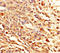 Eukaryotic Translation Initiation Factor 4A2 antibody, A52667-100, Epigentek, Immunohistochemistry paraffin image 