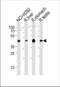 Polycomb Group Ring Finger 6 antibody, TA324658, Origene, Western Blot image 