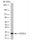 Ubiquitin carboxyl-terminal hydrolase isozyme L1 antibody, 7863-2004, Bio-Rad (formerly AbD Serotec) , Enzyme Linked Immunosorbent Assay image 