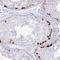 Glutamate Rich 6 antibody, NBP2-14638, Novus Biologicals, Immunohistochemistry paraffin image 