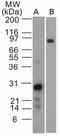 Epstein-Barr Virus Induced 3 antibody, TA337164, Origene, Western Blot image 