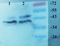 Melatonin Receptor 1A antibody, orb11085, Biorbyt, Western Blot image 