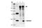 Synuclein Alpha antibody, 2642S, Cell Signaling Technology, Immunoprecipitation image 