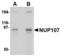 Nucleoporin 107 antibody, LS-B4984, Lifespan Biosciences, Western Blot image 