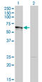 DNA Methyltransferase 1 Associated Protein 1 antibody, LS-C134088, Lifespan Biosciences, Western Blot image 