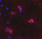Metabotropic glutamate receptor 6 antibody, GTX31059, GeneTex, Immunohistochemistry frozen image 