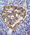 CUB And Zona Pellucida-Like Domain-Containing Protein 1                     antibody, LS-C167163, Lifespan Biosciences, Immunohistochemistry frozen image 