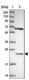 Peptidylprolyl Isomerase C antibody, NBP2-13793, Novus Biologicals, Western Blot image 