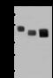 Lysosomal Associated Membrane Protein 2 antibody, 13555-MM02, Sino Biological, Western Blot image 