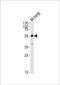 NIMA Related Kinase 7 antibody, orb73672, Biorbyt, Western Blot image 