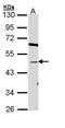 Bile Acid-CoA:Amino Acid N-Acyltransferase antibody, orb73902, Biorbyt, Western Blot image 