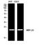 Mitochondrial Ribosomal Protein L35 antibody, A14506, Boster Biological Technology, Western Blot image 