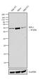 Ribosomal Protein L3 antibody, PA5-30154, Invitrogen Antibodies, Western Blot image 