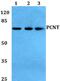 Pericentrin antibody, PA5-37295, Invitrogen Antibodies, Western Blot image 