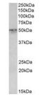 Synaptotagmin-2 antibody, orb125113, Biorbyt, Western Blot image 