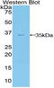 Autotaxin antibody, LS-C293730, Lifespan Biosciences, Western Blot image 