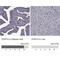 Cilia And Flagella Associated Protein 74 antibody, NBP1-90919, Novus Biologicals, Immunohistochemistry frozen image 