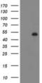 Desmin antibody, NBP2-03539, Novus Biologicals, Western Blot image 