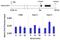 Forkhead Box A3 antibody, PA1-813, Invitrogen Antibodies, Chromatin Immunoprecipitation image 