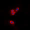 SCH antibody, LS-C358820, Lifespan Biosciences, Immunofluorescence image 