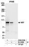 NF-kappa-B-repressing factor antibody, A304-016A, Bethyl Labs, Immunoprecipitation image 