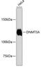 DNA Methyltransferase 3 Alpha antibody, 13-832, ProSci, Western Blot image 