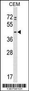 KAP1 antibody, 59-017, ProSci, Western Blot image 