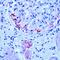 Saa1 antibody, MA5-11729, Invitrogen Antibodies, Immunohistochemistry frozen image 