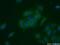 Fibroblast growth factor receptor substrate 2 antibody, 11503-1-AP, Proteintech Group, Immunofluorescence image 