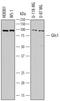 Zinc finger protein GLIS1 antibody, AF7618, R&D Systems, Western Blot image 