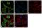 H2A Histone Family Member Z antibody, PA5-21923, Invitrogen Antibodies, Immunofluorescence image 