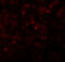 Kirre Like Nephrin Family Adhesion Molecule 2 antibody, 7971, ProSci, Immunofluorescence image 