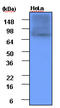 HSP90 antibody, LS-B2934, Lifespan Biosciences, Western Blot image 