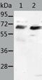 Serum Response Factor antibody, TA322898, Origene, Western Blot image 