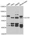 Glucagon-like peptide 2 receptor antibody, STJ28685, St John
