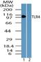 Toll Like Receptor 4 antibody, NBP2-24538, Novus Biologicals, Western Blot image 