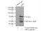 Fas Binding Factor 1 antibody, 11531-1-AP, Proteintech Group, Immunoprecipitation image 